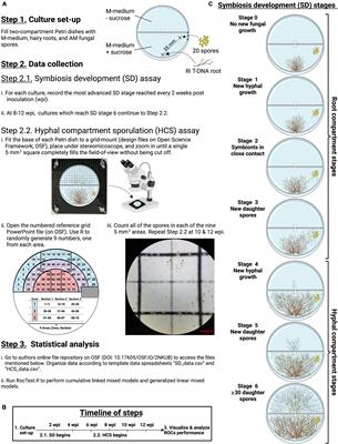 RocTest: A standardized method to assess the performance of root organ cultures in the propagation of arbuscular mycorrhizal fungi